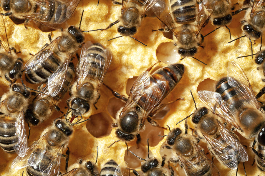 Eine Bienenkönigin in eine andere Bienenrasse einweiseln