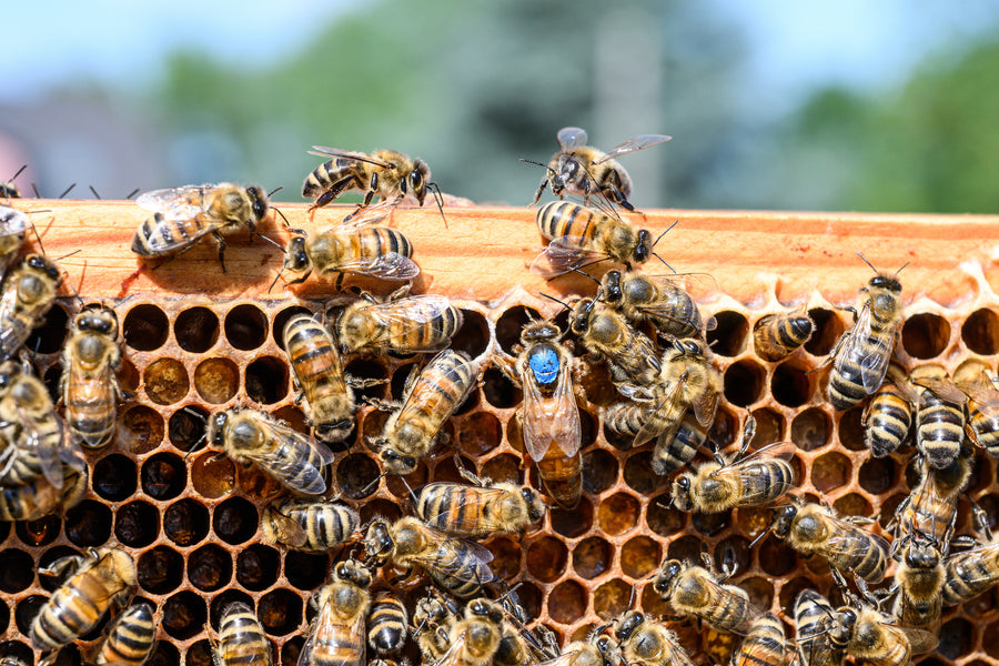 Eine Bienenkönigin zusetzen: Die besten Tipps