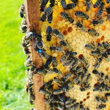 Lade das Bild in den Galerie-Viewer, Carnica Bienenkönigin belegstellenbegattet
