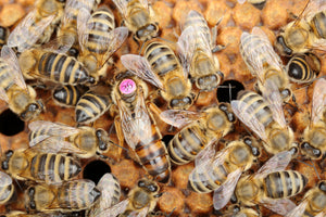 Carnica Bienenkönigin standbegattet