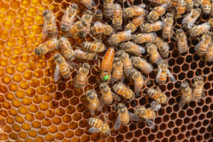 Buckfast Bienenkönigin belegstellenbegattet