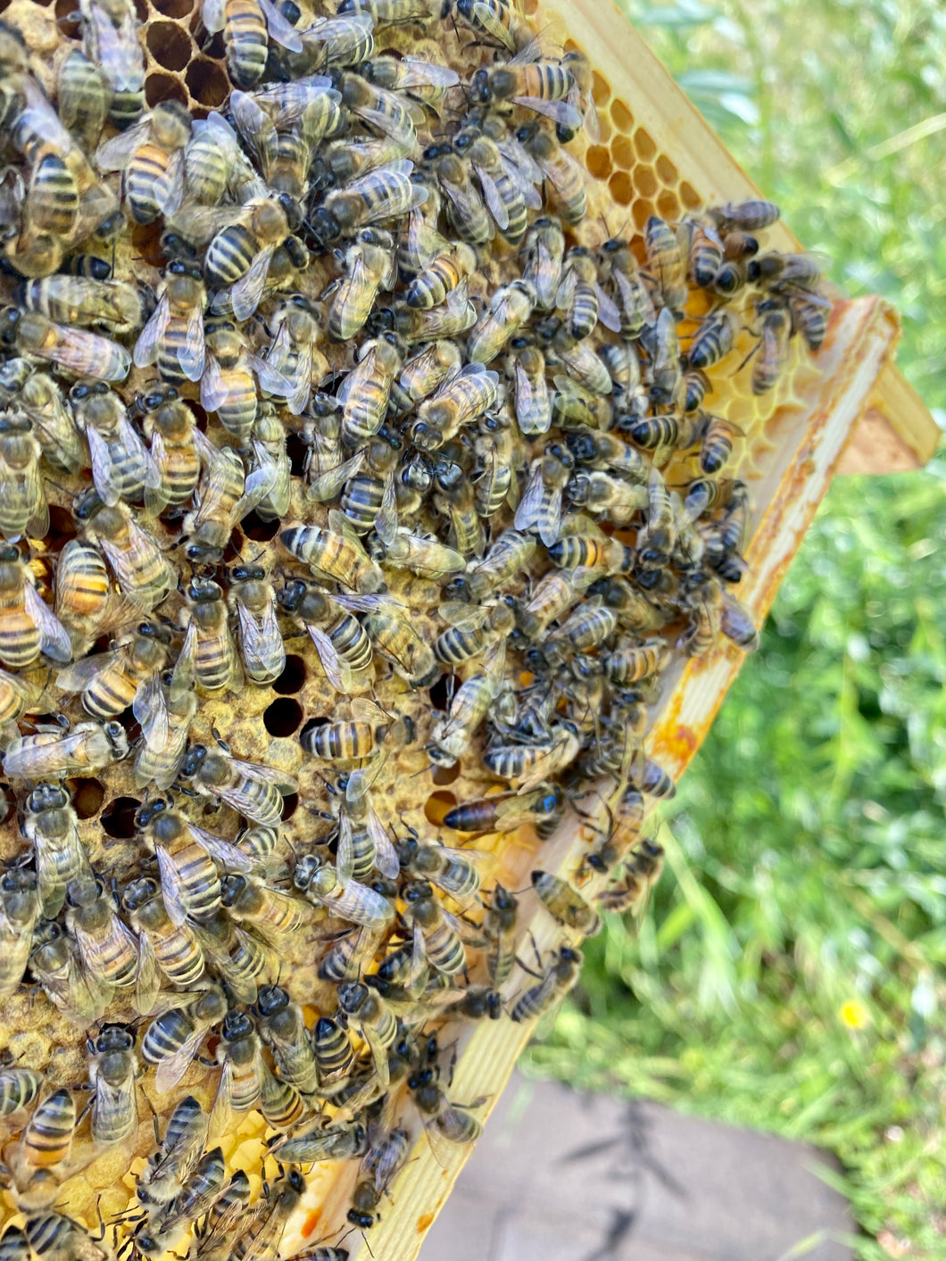 Buckfast Bienenableger auf Zander Rahmen